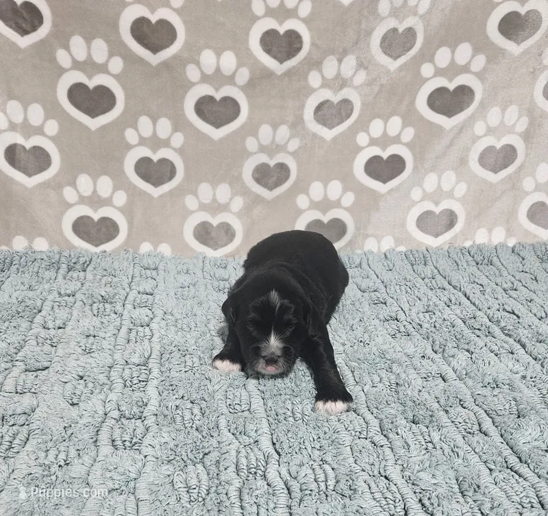 F1b Porter – Miniature Bernedoodle puppy for sale in Jacksonville, NC