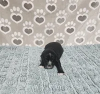 F1b Porter, a male Miniature Bernedoodle for sale in Jacksonville, NC – 1 of 3