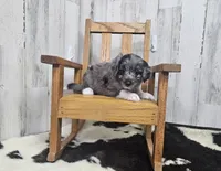 F1 Apple, a male Miniature Aussiedoodle for sale in Jacksonville, NC – 1 of 5
