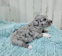 F1 Grape, a male Miniature Aussiedoodle for sale in Jacksonville, NC – 3 of 3