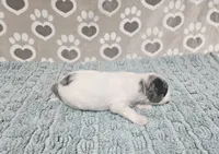 F1b Jolene, a female Miniature Bernedoodle for sale in Jacksonville, NC – 4 of 4