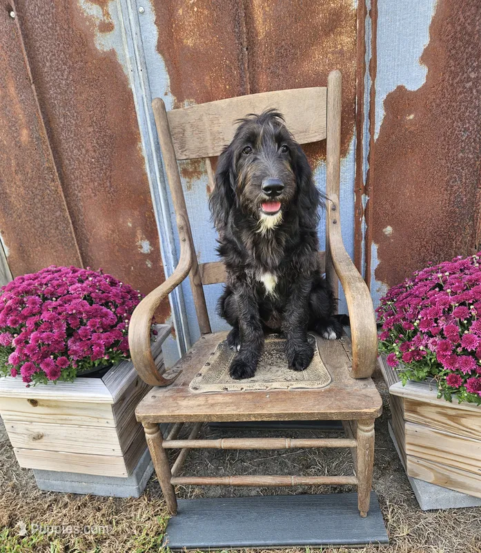 F1 SnowPea – Goldendoodle puppy for sale in Jacksonville, NC