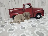 F1 Raspberry, a female Miniature Aussiedoodle for sale in Jacksonville, NC – 2 of 6