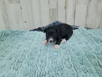 F1 Kiwi, a female Miniature Aussiedoodle for sale in Jacksonville, NC – 3 of 3