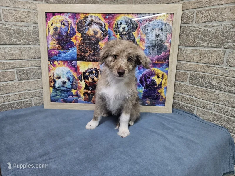 F1 Strawberry – Miniature Aussiedoodle puppy for sale in Jacksonville, NC