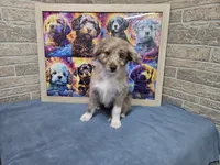 F1 Strawberry, a female Miniature Aussiedoodle for sale in Jacksonville, NC – 3 of 9