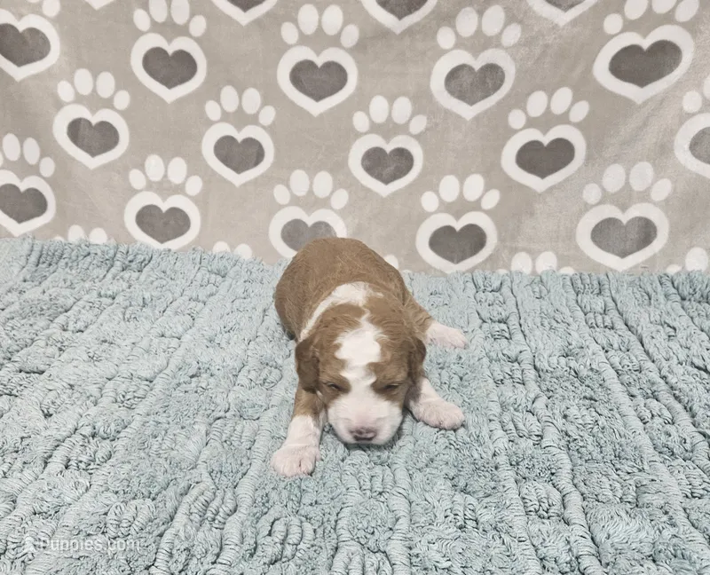 F1b Stella – Miniature Bernedoodle puppy for sale in Jacksonville, NC