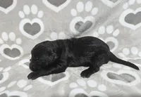 F1 Crowder, a female Goldendoodle for sale in Jacksonville, NC – 3 of 3