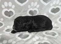 F1 StringBean, a female Goldendoodle for sale in Jacksonville, NC – 3 of 3
