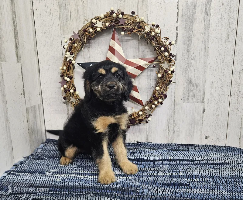 F1 Rainy – Cavapoo puppy for sale in Jacksonville, NC