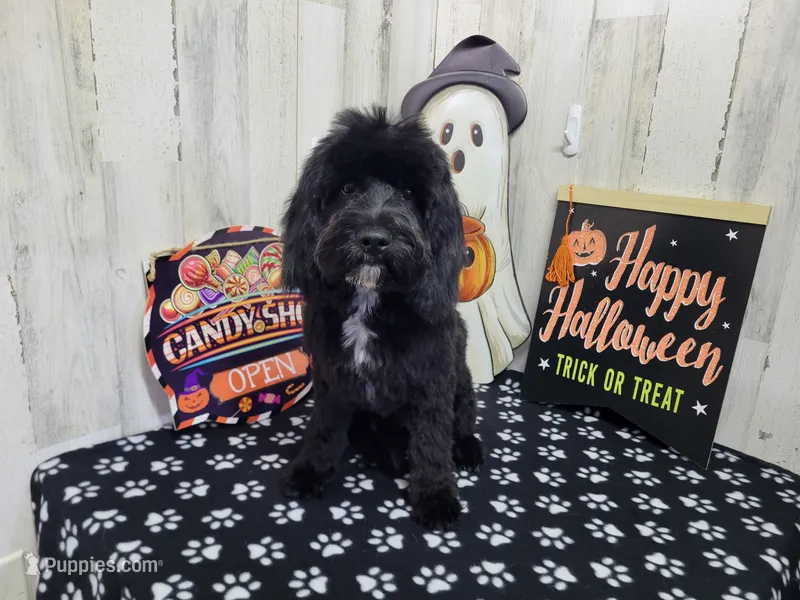 F1 Poseidon – Cavapoo puppy for sale in Jacksonville, NC