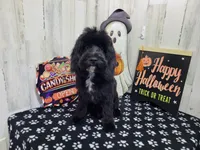 F1 Poseidon, a male Cavapoo for sale in Jacksonville, NC – 1 of 9