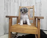 F1 Blueberry, a female Miniature Aussiedoodle for sale in Jacksonville, NC – 1 of 7