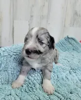 F1 Grape, a male Miniature Aussiedoodle for sale in Jacksonville, NC – 2 of 3