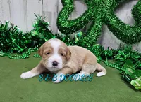 F1b Riley, a male Miniature Bernedoodle for sale in Jacksonville, NC – Photo 1 of 4