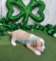 F1b Riley, a male Miniature Bernedoodle for sale in Jacksonville, NC – Photo 2 of 4