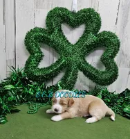 F1b Riley, a male Miniature Bernedoodle for sale in Jacksonville, NC – Photo 4 of 4