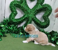 F1b Riley, a male Miniature Bernedoodle for sale in Jacksonville, NC – Photo 3 of 4