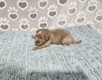 F1b Dean, a male Miniature Bernedoodle for sale in Jacksonville, NC – 2 of 3