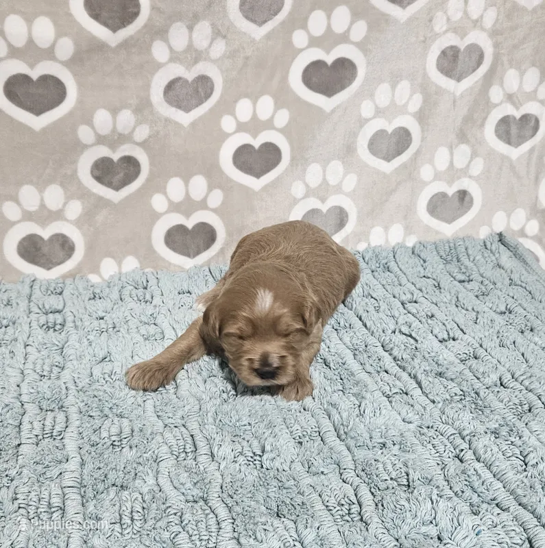 F1b Dean – Miniature Bernedoodle puppy for sale in Jacksonville, NC