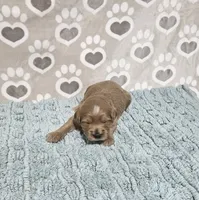 F1b Dean, a male Miniature Bernedoodle for sale in Jacksonville, NC – 1 of 3
