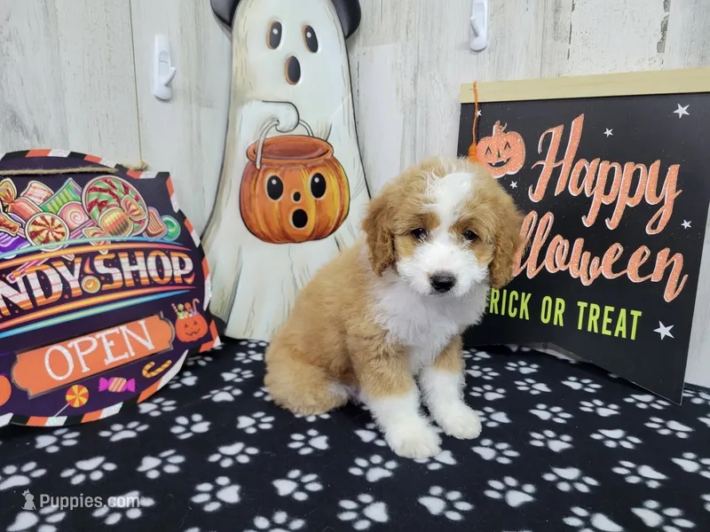 F1b Stella – Miniature Bernedoodle puppy for sale in Jacksonville, NC