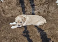 F1 Hera, a female Cavapoo for sale in Jacksonville, NC – 3 of 3