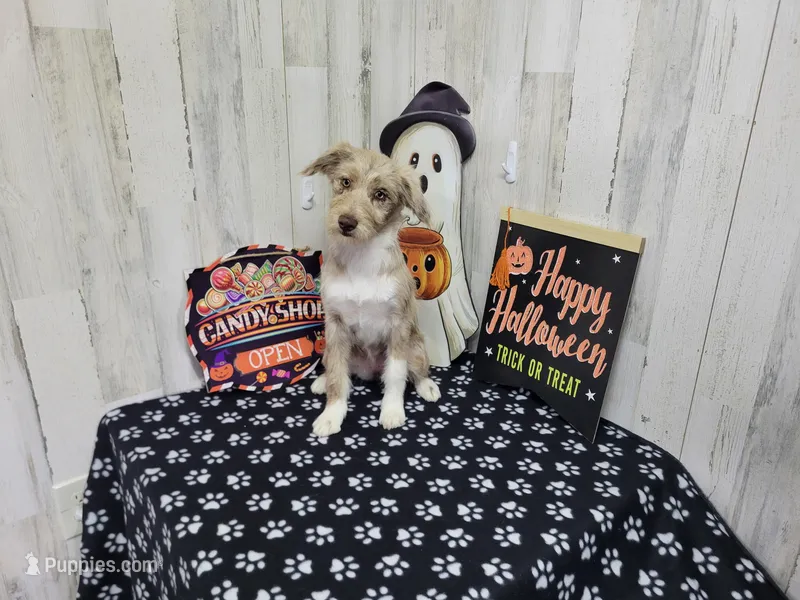 F1 Strawberry – Miniature Aussiedoodle puppy for sale in Jacksonville, NC
