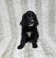 F1 Squash, a male Goldendoodle for sale in Jacksonville, NC – 3 of 8