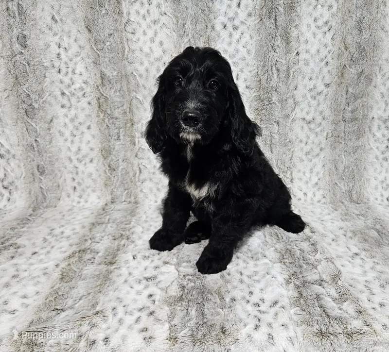 F1 StringBean – Goldendoodle puppy for sale in Jacksonville, NC