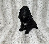 F1 StringBean, a female Goldendoodle for sale in Jacksonville, NC – 2 of 7