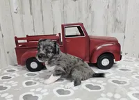 F1 Apple, a male Miniature Aussiedoodle for sale in Jacksonville, NC – 2 of 5