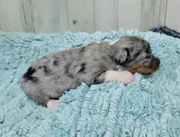 F1 Blueberry, a female Miniature Aussiedoodle for sale in Jacksonville, NC – 2 of 3