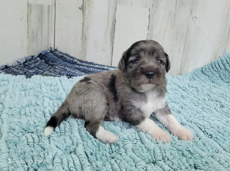 F1 Apple – Miniature Aussiedoodle puppy for sale in Jacksonville, NC