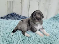 F1 Apple, a male Miniature Aussiedoodle for sale in Jacksonville, NC – 1 of 2