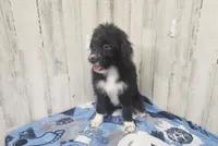 F1 Kiwi, a female Miniature Aussiedoodle for sale in Jacksonville, NC – 2 of 9
