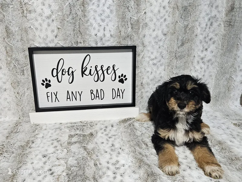 F1 Blackberry – Miniature Aussiedoodle puppy for sale in Jacksonville, NC
