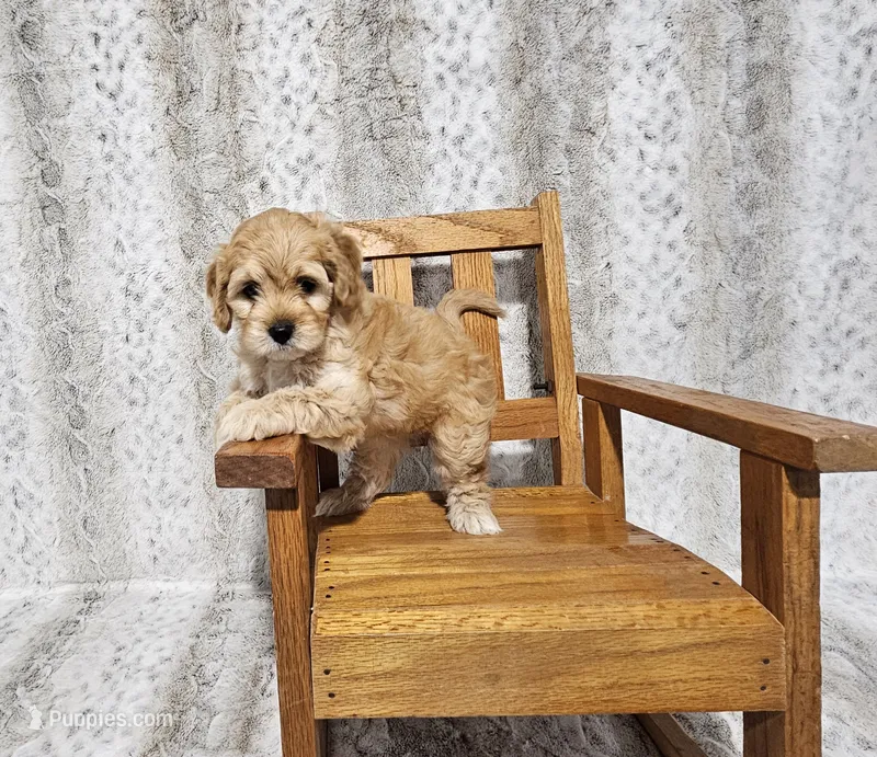 F1 Hera – Cavapoo puppy for sale in Jacksonville, NC