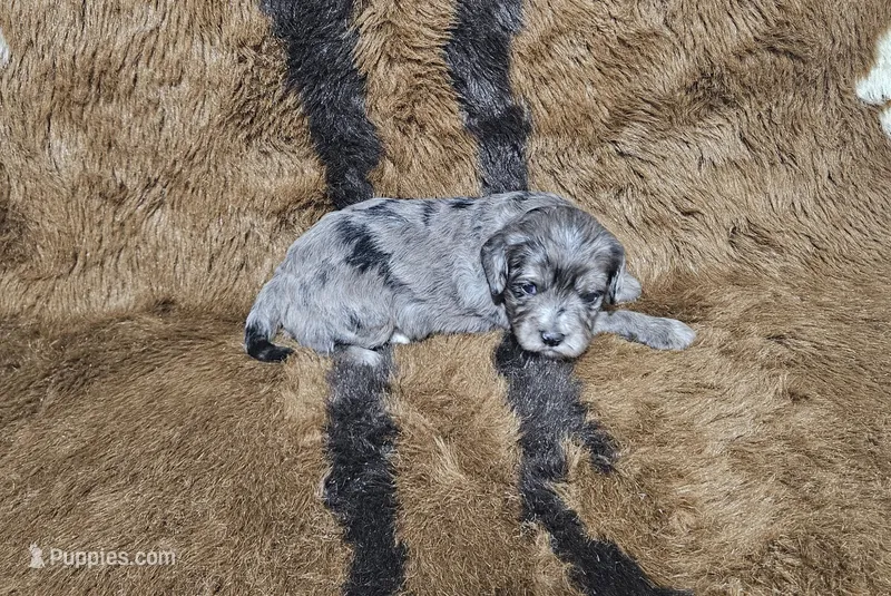 F1 Zeus – Cavapoo puppy for sale in Jacksonville, NC