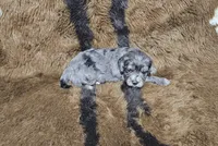 F1 Zeus, a male Cavapoo for sale in Jacksonville, NC – 1 of 3