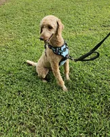 Major, a male Poodle - Miniature  for sale in Jacksonville, NC – 6 of 6