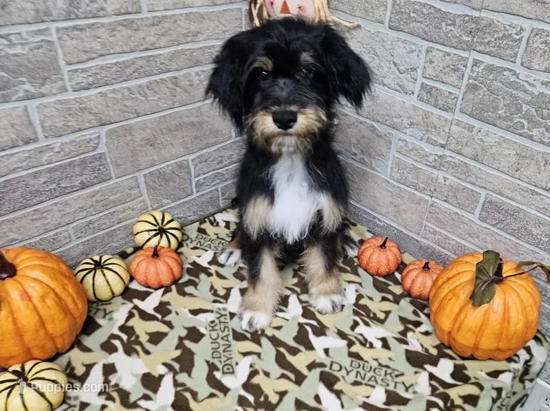 F1 Banana – Miniature Aussiedoodle puppy on hold in Jacksonville, NC