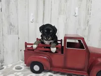 F1 Banana, a male Miniature Aussiedoodle for sale in Jacksonville, NC – 5 of 5