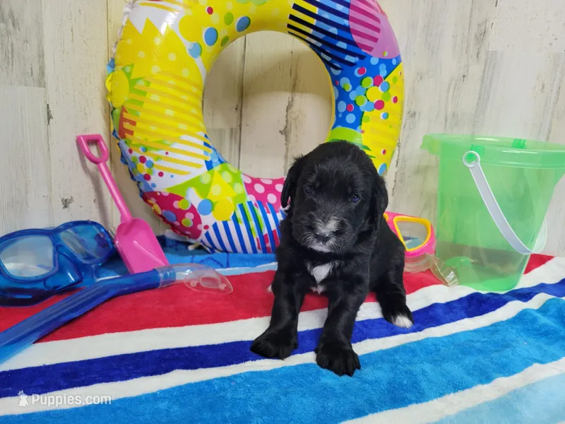 F1 Squash – Goldendoodle puppy for sale in Jacksonville, NC