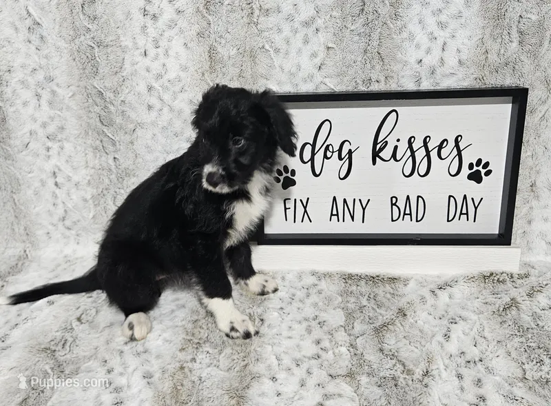 F1 Kiwi – Miniature Aussiedoodle puppy for sale in Jacksonville, NC