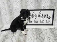 F1 Kiwi, a female Miniature Aussiedoodle for sale in Jacksonville, NC – 4 of 9