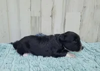F1 Kiwi, a female Miniature Aussiedoodle for sale in Jacksonville, NC – 1 of 3