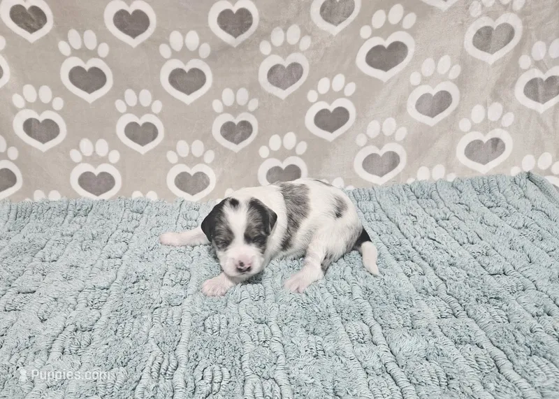F1b Tennessee – Miniature Bernedoodle puppy for sale in Jacksonville, NC