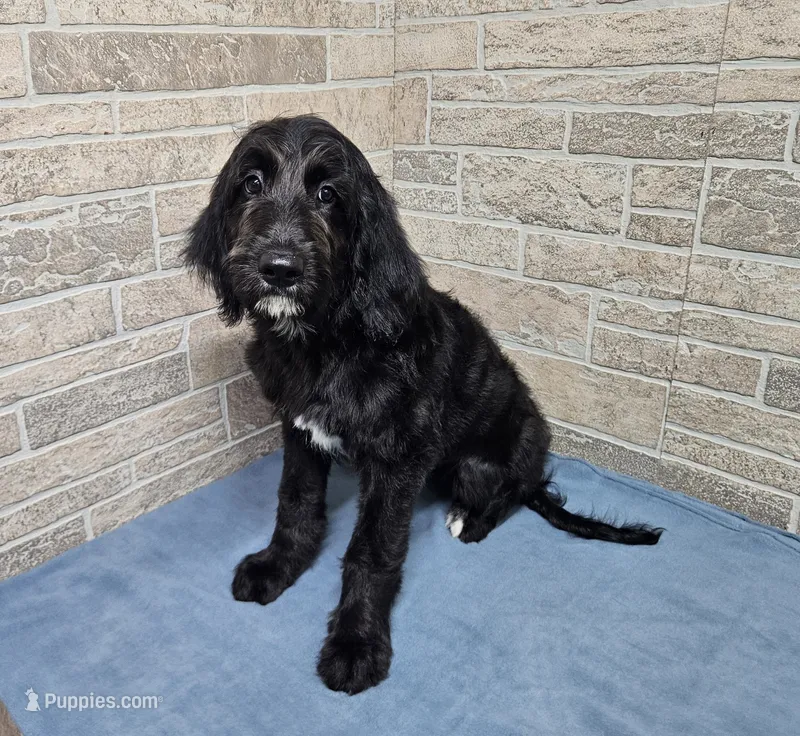 F1 SnowPea – Goldendoodle puppy for sale in Jacksonville, NC