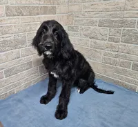 F1 SnowPea, a female Goldendoodle for sale in Jacksonville, NC – 1 of 7
